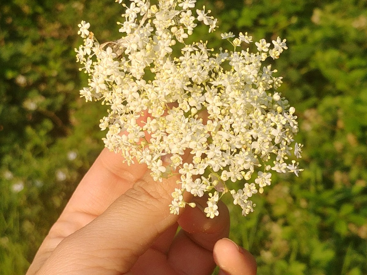 Elderflower Champagne and the meaning in&nbsp;making