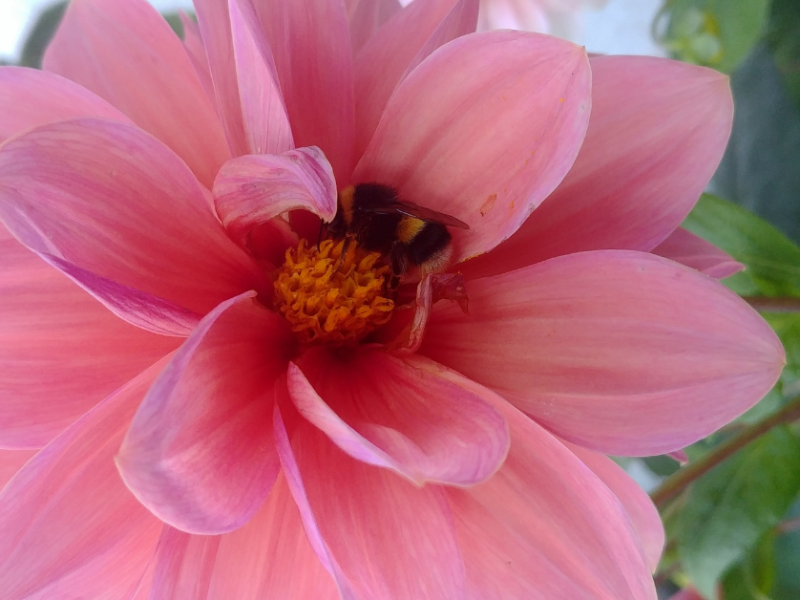 Embrace the chaos and grow some&nbsp;flowers