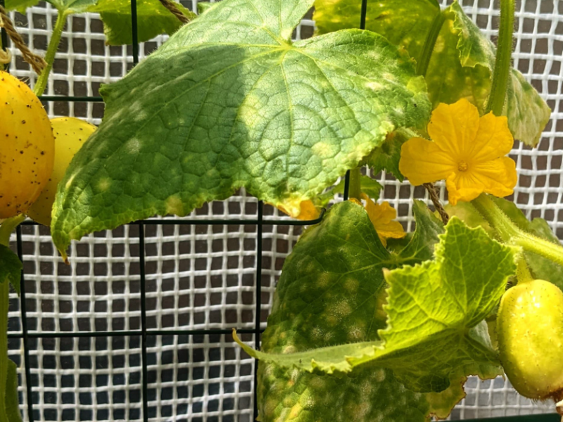 After 3 years – we have&nbsp;cucumbers